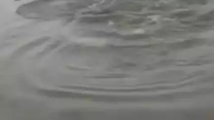 झूंसी इलाके की नदी में देखा गया एक मगरमच्छ, वीडियो हो रहा है वायरल