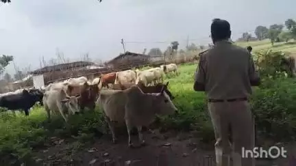 मनिका: मनिका प्रखंड के सेमरी गांव में ग्रामीणों ने 36 गोवंशीय पशुओं को ज़ब्त कर पुलिस को दी सूचना