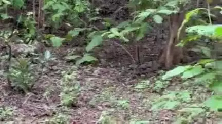 सोहागपुर: सतपुड़ा टाइगर रिजर्व के बागड़ा बफर के उत्तर रानीपुर बीट में तेंदुए का शव मिला, विभाग जांच में जुटा
