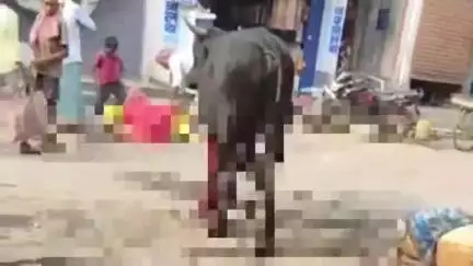 कहलगांव: कहलगांव रेलवे स्टेशन चौक पर घायल अवस्था में घूमता दिखा सांड़, कुल्हाड़ी से मारकर किया घायल