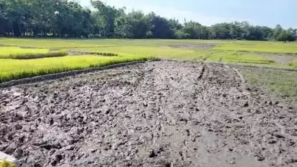 গোৰেশ্বৰ ভাগ: পানীৰ অভাৱত গোৰেশ্বৰৰ শ শ বিঘা কৃষি ভূমিত চিৰাল ফাট, কৃষকৰ মাজত হাহাকাৰ #jansamasya