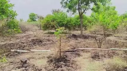 యర్రగొండపాలెం: మొగుళ్ళపల్లిలో కాలిపోయిన నిమ్మ తోటను పరిశీలించిన ఎమ్మార్వో మంజునాథరెడ్డి