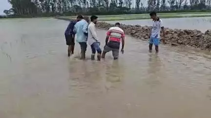 झज्जर: झज्जर के चढ़वाना गांव में सैकड़ों एकड़ भूमि फसल पानी में डूबी

:जलभराव होने से बाजरा,धान और कपाल की फसल खराब #jansamas