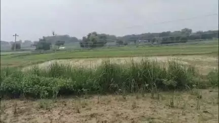 मिर्ज़ापुर: चील थाना क्षेत्र के मटीहारी प्राथमिक स्कूल के पास 11000 हाई वोल्टेज का तार 4 फीट ऊंचाई से लटकने पर तीन नीलगाय की हुई मौत