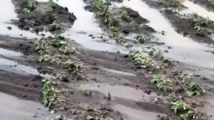 सेनगाव: मुसळधार पावसाने बन बरडासह परिसरातील नदी काठावरील सोयाबीनसह पिके खरडून प्रचंड नुकसान