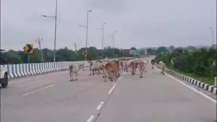मऊरानीपुर: मऊरानीपुर में नेशनल हाइवे पर जगह-जगह खुलेआम घूम रहे आवारा गौवंश, कहीं कावरियों को नुकसान न पहुंचा दे