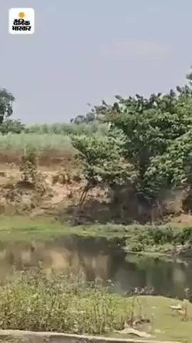 पीपल झला में पाए गए बाघ के निशान