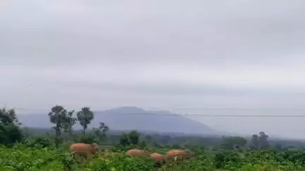 କାମାକ୍ଷାନଗର: ସମାଟାଙ୍ଗି ଗାଁରେ ହାତୀପଲ ମଙ୍ଗଳବାର ୭ଟାରେ ବନ ବିଭାଗ ଘଉଡାଇବାକୁ କରୁଛି ଉଦ୍ୟମ