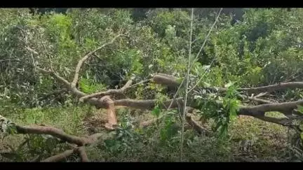 150 మామిడి చెట్ల నరికివేత
