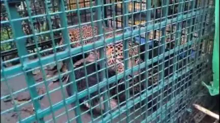 സുൽത്താൻബത്തേരി: നമ്പ്യാർകുന്നിനെ ഭീതിയിലാഴ്ത്തി നിരവധി വളർത്ത് മൃഗങ്ങളെ കൊന്ന പുലി ഒടുവിൽ കുടുങ്ങി