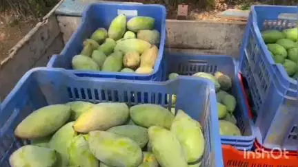 નવસારી: કમોસમી વરસાદ અને ખેતરમા ભરાયેલા પાણીને કારણે જીલ્લામાં અનેક પાકને નુકશાન, ખેડૂત અગ્રણીએ આપી માહિતી