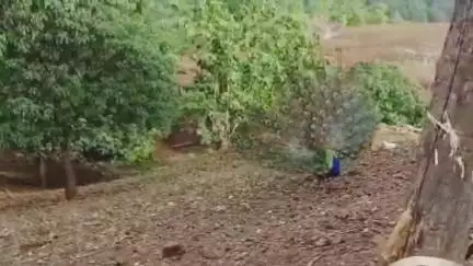 अक्राणी: वसंत ऋतूत अक्राणी तालुक्यातील सातपुड्याचा कुशीत वसलेलं केलापाणी गावात मोराचा सुंदर नृत्य #वायरल व्हिडिओ