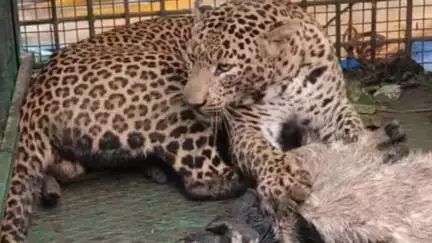 பந்தலூர்: நம்பியார்குன்னு கல்லூர் பகுதியில் கூண்டிற்குள் சிக்கிக்கொண்ட சிறுத்தை