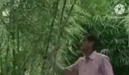 नारनौल: गांव खानपुर के किसान ने की बांस की खेती, आसाम से मंगवाई पौध, अब 25 फुट ऊंचे हो गए हैं पेड़