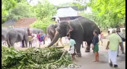 ചാവക്കാട്: ഗുരുവായൂർ ആനക്കോട്ടയിലെ ആനകൾക്ക് ഇനി സുഖചികിത്സാ കാലം, മന്ത്രി കെ. രാജൻ ഉദ്ഘാടനം ചെയ്തു