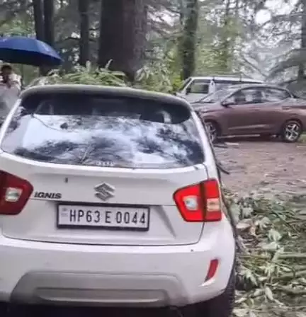 शिमला शहरी: शिमला के समरहिल में भारी बारिश के कारण गिरा पेड़, वाहन क्षतिग्रस्त, कोई जानी नुकसान नहीं