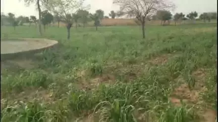 राजगढ़: राजगढ तहसील में बरसात नहीं होने से किसान चिंतित, अच्छी बारिश का अभी भी इंतजार, निराई-गुड़ाई का कार्य जारी