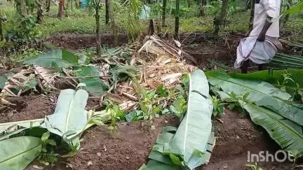 നിലമ്പൂർ: കാട്ടാന ശല്യത്തിൽ പൊറുതിമുട്ടി, ചാലിയാർ എച്ച് ബ്ലോക്ക് നഗറിൽ പഞ്ചായത്ത് പ്രസിഡന്റിന്റെ ഉൾപ്പെടെ കൃഷി നശിപ്പിച്ചു