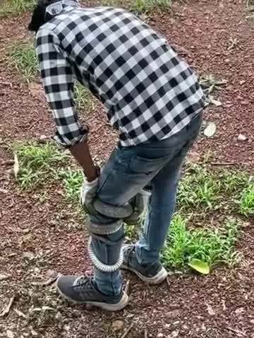Rat snake 🐍 is nonvenomous....
rat snake is most important is farming 
he killed rat and more harmful insect....