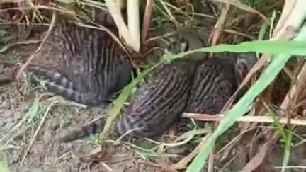 चांदपुर: नूरपुर में बाजरे के खेत में दिखे गुलदार के शावक, पशुओं के लिए चारा लेने गए ग्रामीणों में दहशत का माहौल