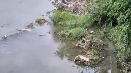 लाडपुरा: अनंतपुरा थाने के पीछे नाले में साँपों के जोड़े को देखने उमड़ी भीड़, पुलिस मौके पर पहुँची