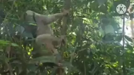 সোণাৰি: মঞ্জুশ্ৰীত দুষ্প্ৰাপ্য লাজুকী বান্দৰ উদ্ধাৰ, সোণাৰি আঞ্চলিক বন বিভাগে উদ্ধাৰ কৰি সংৰক্ষিত অঞ্চলত মেলি দিয়ে বান্দৰটো