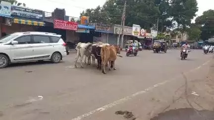 ವಿಜಯಪುರ: ನಗರದಲ್ಲಿ ಬೀಡಾಡಿ ದನಗಳು ಹಾವಳಿಯಿಂದ ನರಕಯಾತನೆ ಅನುಭವಿಸುತ್ತಿರುವ ವಾಹನ ಸವಾರರು, ಗೋ ಶಾಲೆಗೆ ಸೇರಿಸುವಂತೆ ಮನವಿ #localissue