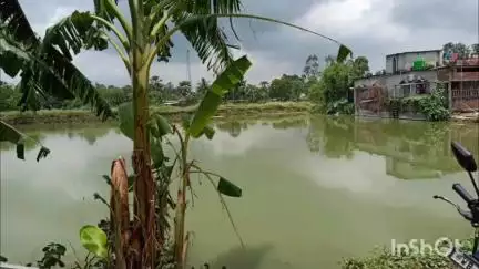 গঙ্গারামপুর: পুকুরে বিষ দিয়ে মাছ মারার অভিযোগ দুষ্কৃতীদের  বিরুদ্ধে,গঙ্গারামপুর অশোক গ্রাম পঞ্চায়েতের গোকুলপুর বাজার এলাকার ঘটনা