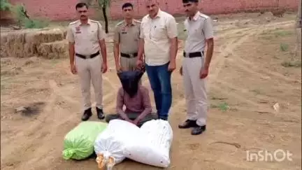 फतेहाबाद: सीआईए फतेहाबाद की बड़ी कार्रवाई, 31 किलो 500 ग्राम चूरा पोस्त बरामद, एक आरोपी काबू