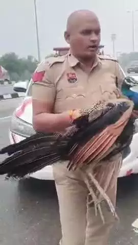 पानीपत: पानीपत में ट्रैफिक पुलिस को हाईवे पर घायल राष्ट्रीय पक्षी मोर मिला, किया रेस्क्यू