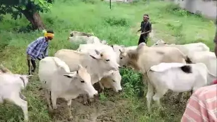 ବୌଦ୍ଧ ସଦର: ବୌଦ୍ଧ ଏନଏସିର ରାସ୍ତାରେ ବୁଲୁଥିବା ବୁଲା ଗାଈ ଗୋରୁଙ୍କୁ ଧରି ଗୋଶାଳାକୁ ପଠାଇଲା ପ୍ରଶାସନ