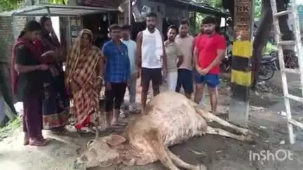 बड़हरा: सेमरिया बाजार के समीप करंट की चपेट में आने से दुधारू जानवर की मौत, पशु मालिक के घर में मचा कोहराम