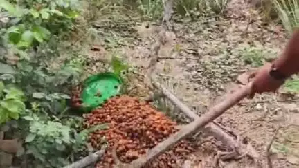 जयसिंहपुर: आबकारी विभाग के विशेष प्रवर्तन अभियान के तहत 30 लीटर अवैध कच्ची शराब बरामद, क्षेत्र में मचा हड़कंप