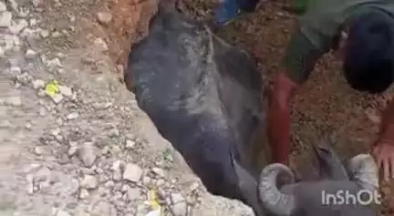 प्रतापगढ़: गजेहडा जंगल के पास अयोध्या-प्रयागराज राष्ट्रीय राजमार्ग पर बारिश के बाद धंसी सड़क, गड्ढे में फंसी भैंस