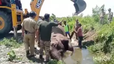 কার্শিয়ং: বামনপোখরির সুখিয়াখোলায় জলাশয় থেকে উদ্ধার পূর্ণবয়স্ক গর্ভবতী হাতির মৃতদেহ