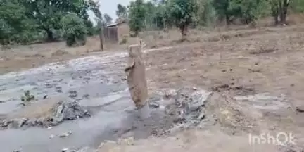 गोहपारु: सगरा गांव: शासकीय भूमि में बिना अनुमति बोर करवाने की कलेक्टर से शिकायत