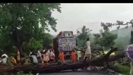 बांसजोर: जामडीह गांगुटोली पथ पर कुलामारा के पास सड़क पर गिरा विशाल आम का पेड़, यातायात बाधित
