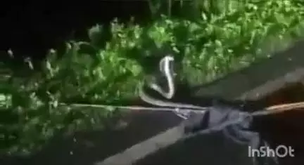 घोरावल: खुटहा गांव के एक घर में मिला दुर्लभ प्रजाति का कोबरा, कड़ी मशक्कत से किया गया रेस्क्यू