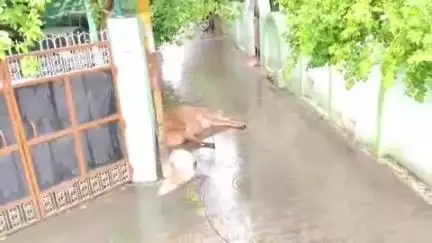 सुल्तानपुर: बिजली विभाग की बड़ी लापरवाही आई सामने, पोल में करंट उतरने से दो गौ वंश की हुई दर्दनाक मौत