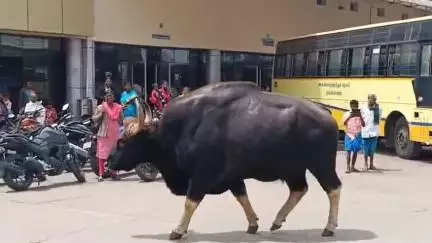 கொடைக்கானல்: வன துறையினர் கூப்பிட்ட உடனே நாய்குட்டி போல் சென்ற ஒற்றைக் காட்டெருமை - பேருந்து நிலையத்தில் ஆச்சர்யத்துடன் பார்த்த மக்கள்