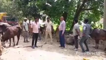 प्राणपुर: रोशना पुलिस ने केशोपुर के पास 5 ट्रकों से 139 मवेशी बरामद किए, 3 चालक गिरफ्तार