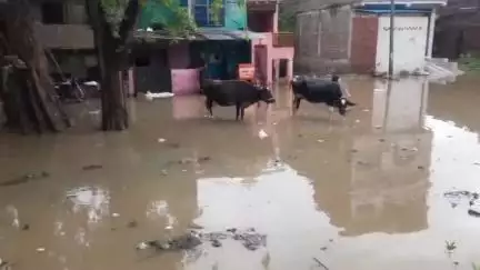 भिंड: भिंड में मूसलाधार बारिश से बिगड़े हालात, अग्रवाल कॉलोनी और पुरानी गल्ला मंडी में घरों में भरा पानी