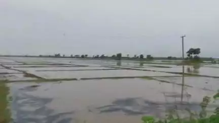 ଭଦ୍ରକ ଗ୍ରାମାଞ୍ଚଳ: ବୈତରଣୀ ନଦୀରେ ଆସିଥିବା ପ୍ରଥମ ବନ୍ଯା ରେ ଆରଡ଼ି ଅଞ୍ଚଳ ସମେତ ୪ ଟି ପଞ୍ଚାୟତ ରେ ଶହ ଶହ ହେକ୍ଟର ଚାଷଜମି ମାଡ଼ିଗଲା ବନ୍ୟାପାଣି।
