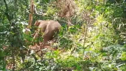 പത്തനാപുരം: പിറവന്തൂരിൽ പകൽ സമയം ജനവാസ മേഖലയിൽ കാട്ടാനയിറങ്ങി, നാട്ടുകാർ ആശങ്കയിൽ