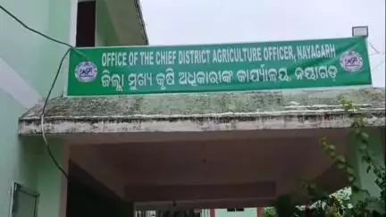 ନୟାଗଡ: ସରକାରୀ ଧାନ ବିହନ ନେଇ ଚାଷୀ ହତାଶ, ନୟାଗଡ ଠାରେ ପ୍ରତିକ୍ରିୟା ରଖିଲେ ଦୁଇ ଚାଷୀ #jansamasya