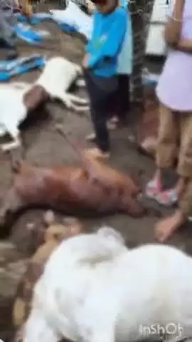 रायपुर: बोराणा में जंगली जानवरों के झुंड ने 17 बकरियां मारी, 7 को उठा ले गए; 8 फीट की दीवार कूदकर घुसे, बाड़े में बिखरा खून