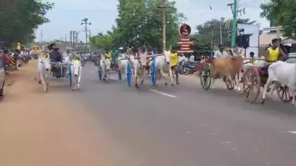 காரைக்குடி: கழனிவாசலில் கோவில் திருவிழாவை முன்னிட்டு இரட்டை மாட்டி வண்டி எல்லைப் பந்தயம் "49  மாட்டுவண்டிகள் பங்கேற்பு"