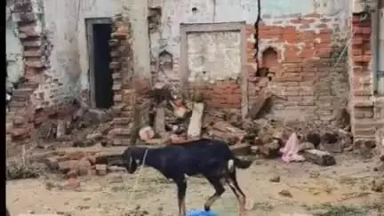 सिराथू: अझुवा में जर्जर मकान का अगला हिस्सा गिरा, 3 बकरियां हुई घायल