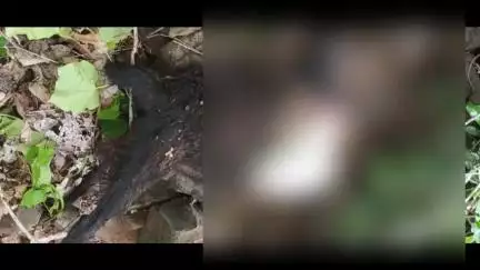 सिल्लोड: पिंपळदरी येथे बिबट्याच्या हल्ल्यात दोन शेळ्या ठार; वनविभागाने घेतली घटनेची दखल