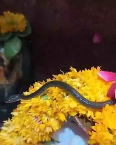 बिजावर: मूसलाधार बारिश के कारण केदारनाथ जटा शंकर धाम में घुसा पानी; भगवान भोलेनाथ का हुआ प्राकृतिक जलाभिषेक, नाग भी दिखा